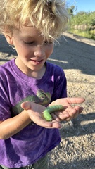 Pachysphinx occidentalis