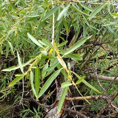 Salix lutea