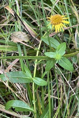 Pentanema britannica