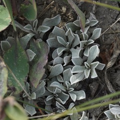 Antennaria