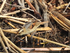 Phleocryptes melanops