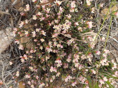 Lachnaea