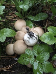 Apioperdon