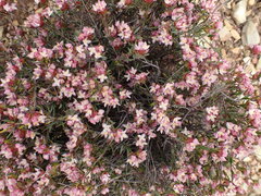 Lachnaea