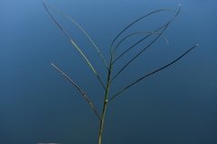 Potamogetonaceae