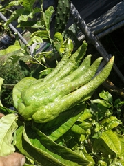 Citrus medica sarcodactylis