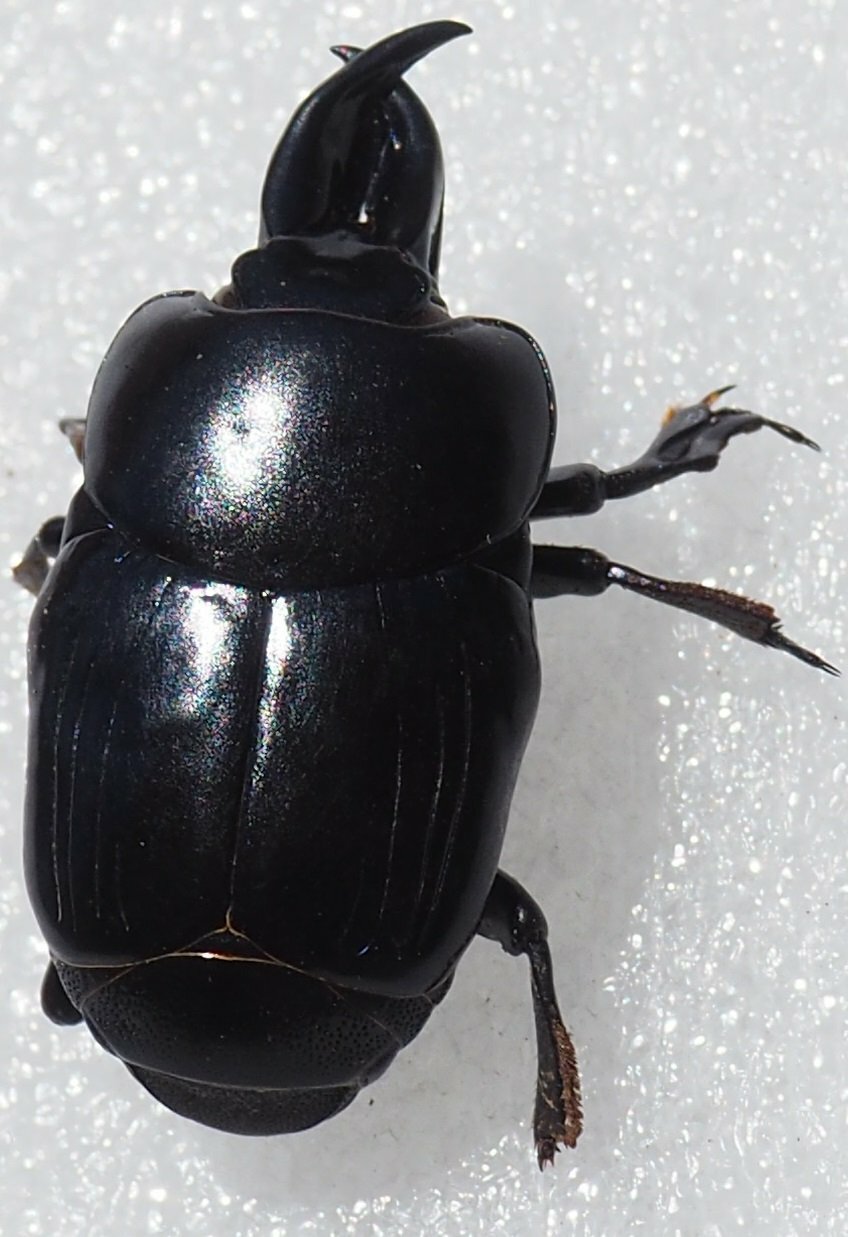 Hister Beetles (Family Histeridae) · iNaturalist