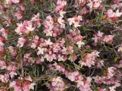 Lachnaea