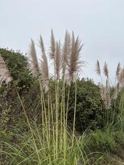 Cortaderia