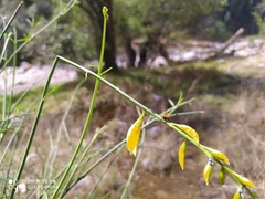 Hippodamia convergens