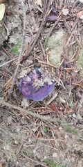 Cortinarius archeri