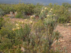 Leucadendron rubrum