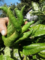 Citrus medica sarcodactylis