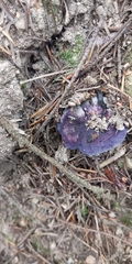 Cortinarius archeri