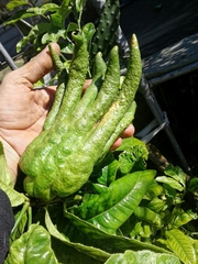 Citrus medica sarcodactylis