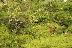 Dendrocygna autumnalis