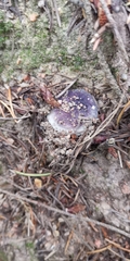 Cortinarius archeri
