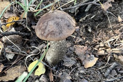 Leccinellum pseudoscabrum