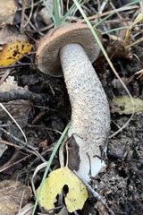 Leccinellum pseudoscabrum