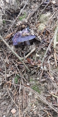 Cortinarius archeri