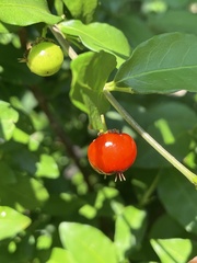 Malpighia glabra