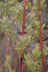 Leucadendron rourkei