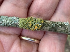 Xanthorioideae