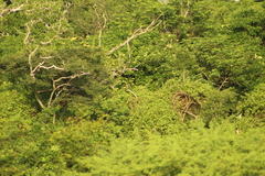 Dendrocygna autumnalis