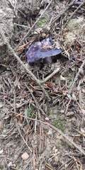 Cortinarius archeri
