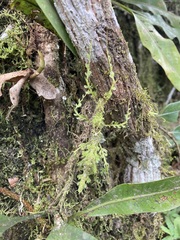 Trychopeplus laciniatus