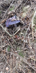 Cortinarius archeri