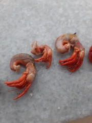 Clibanarius erythropus