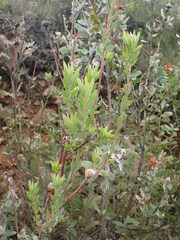 Leucadendron rourkei