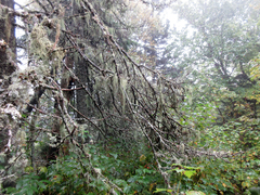 Pseudevernia cladonia