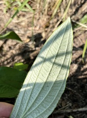 Helichrysum pallidum