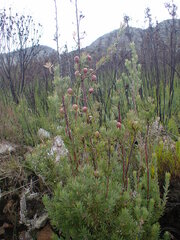 Leucadendron rourkei