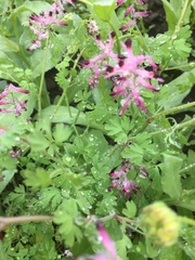 Fumaria muralis boraei