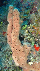 Amphimedon compressa