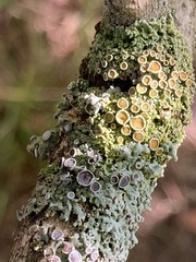 Xanthorioideae