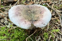 Russula virescens
