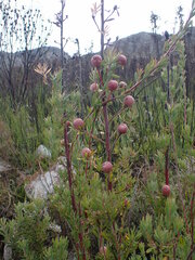 Leucadendron rourkei