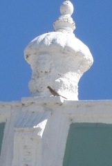 Haemorhous mexicanus