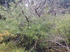 Salix lutea
