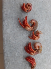 Clibanarius erythropus