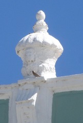 Haemorhous mexicanus