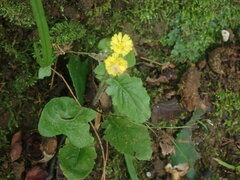 Youngia