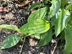 Helichrysum pallidum