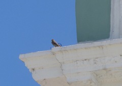 Haemorhous mexicanus