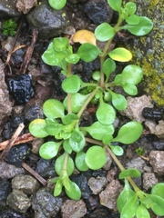 Polycarpaea divaricata