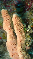 Amphimedon compressa